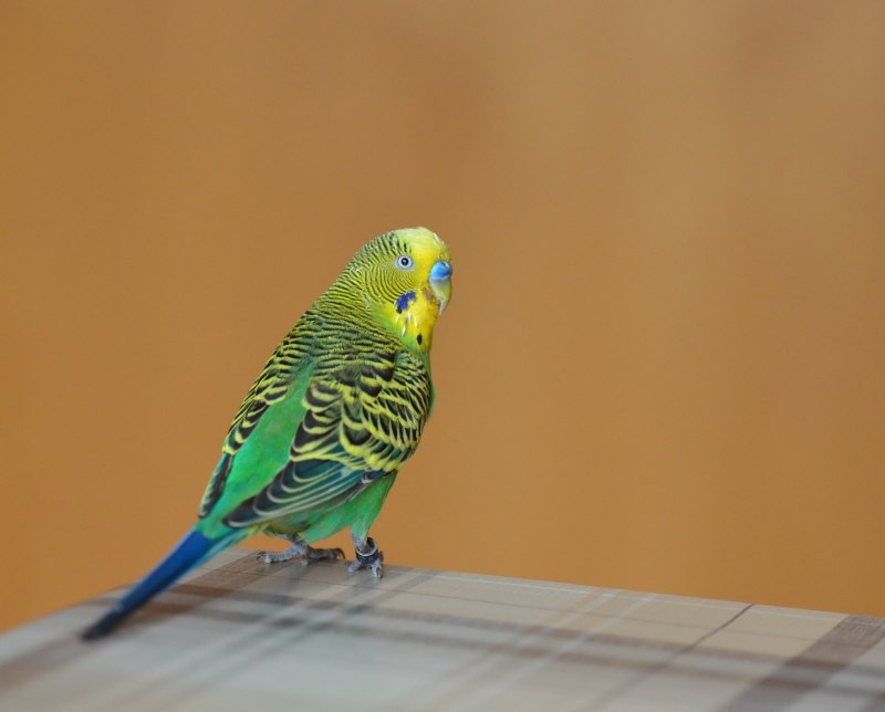 Волнистый попугай Budgie