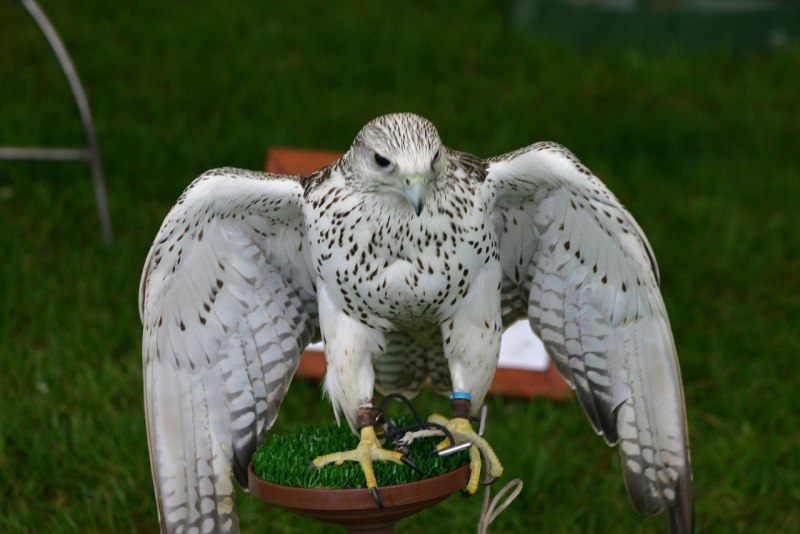 Хищные птицы Birds of Prey