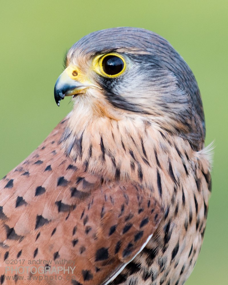 Ястреб - тетеревятник (Accipiter gentilis)