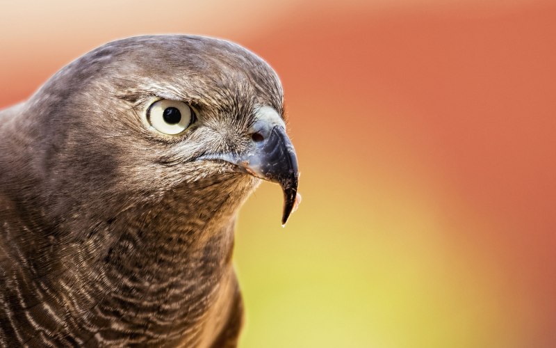 Орёл-карлик (Aquila pennata)