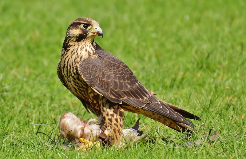 American Goshawk