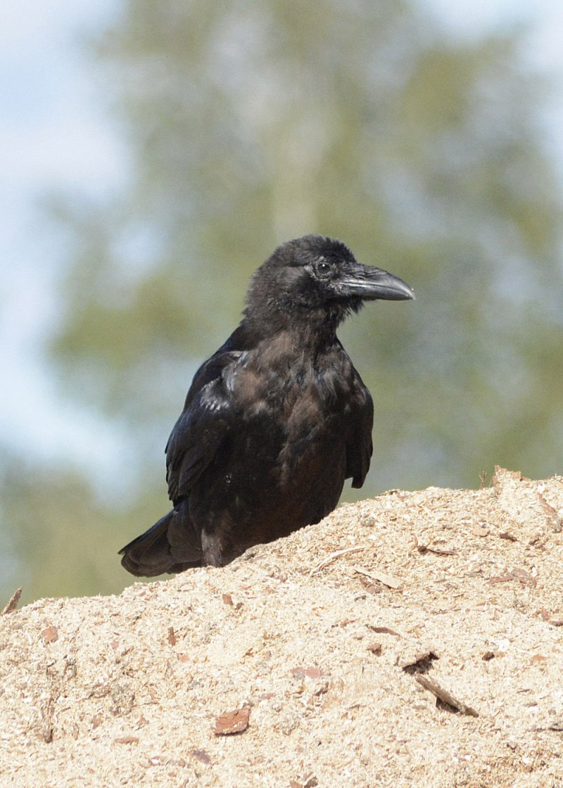 Корвус ворон