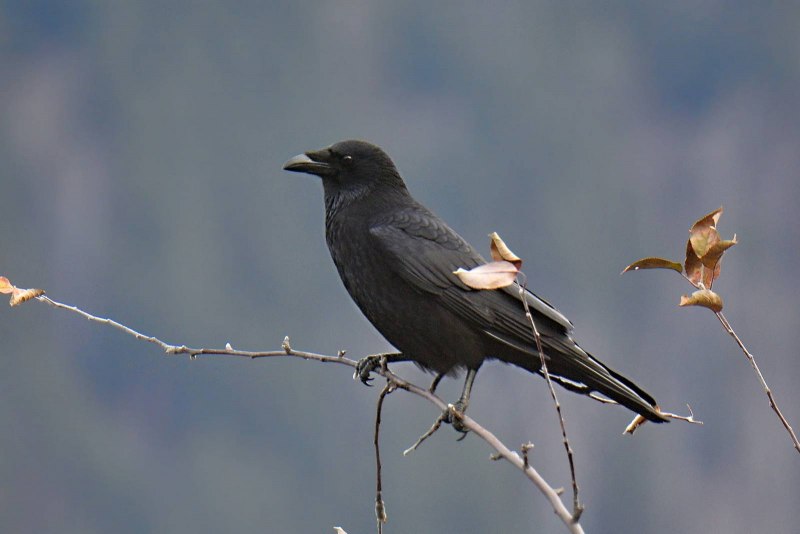 Черная ворона (Corvus Corone)