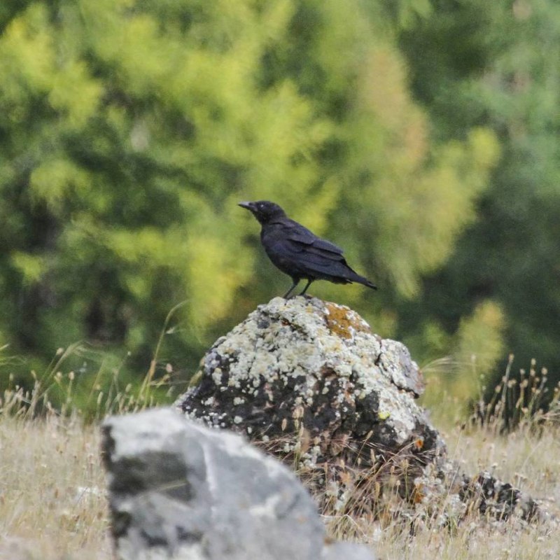 Село ворон. Чёрный Дрозд Кош-Агач. Черные птицы Сибири. Алтайский ворон. Гнездо Сокола Кош Агач.