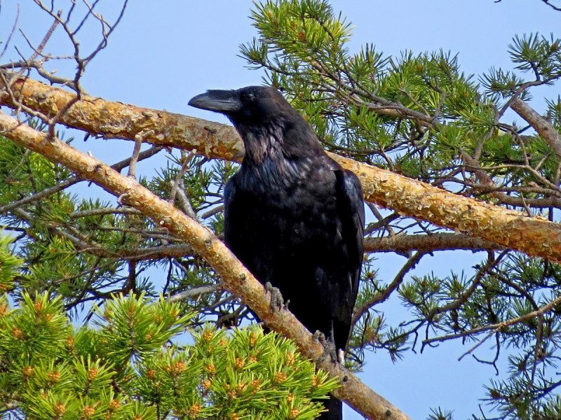 Corvus Corax птица