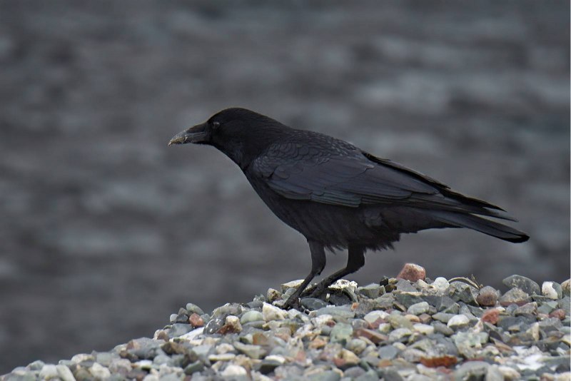 Carrion Crow