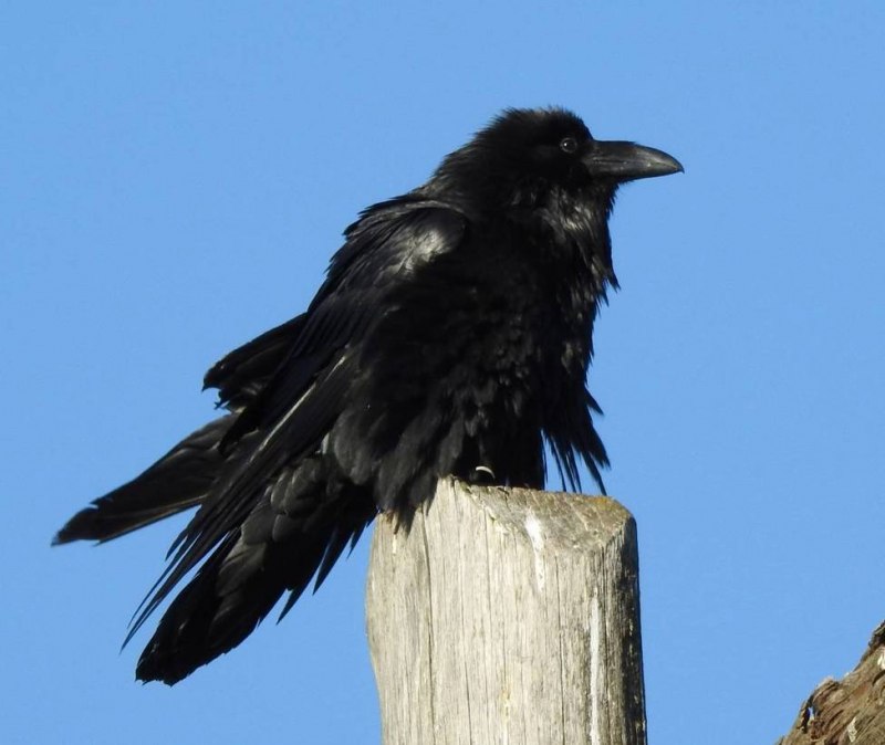 Corvus Corax птица