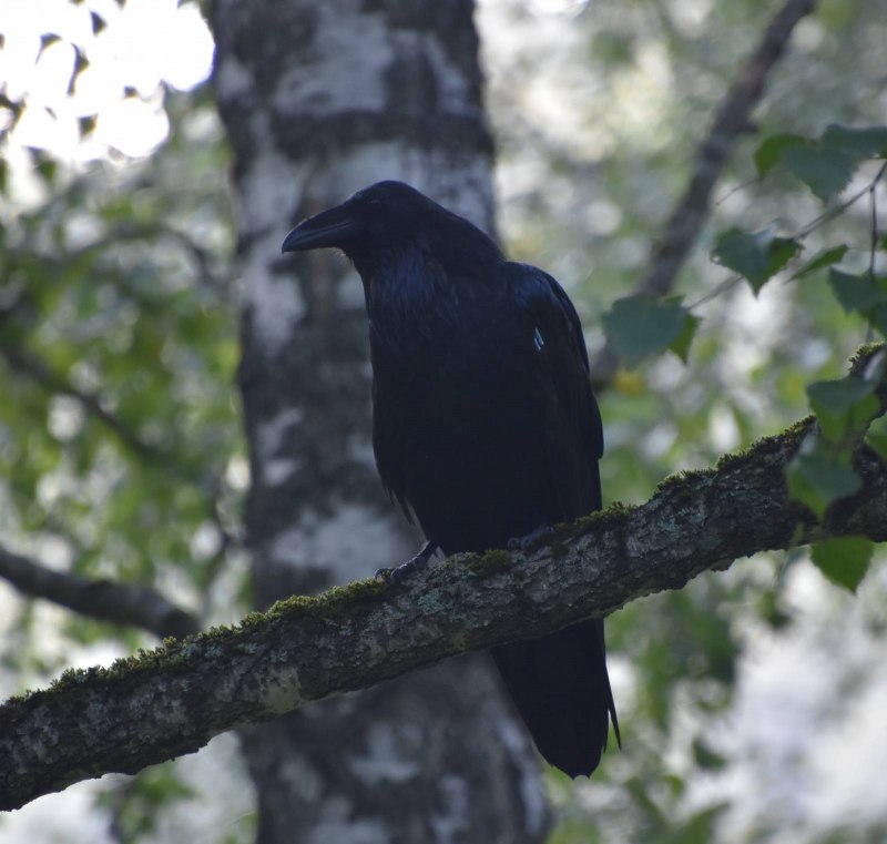 Corvus Corax птица