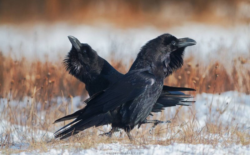 Corvus Corax птица