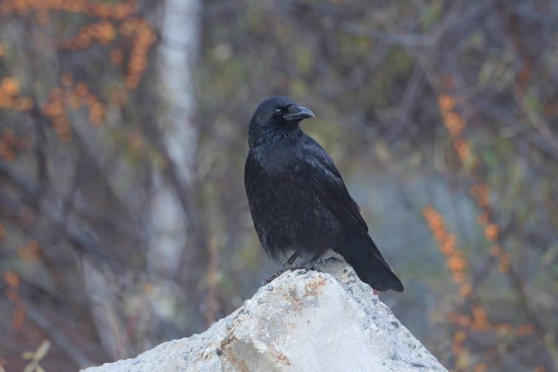 Corvus Corax ворон