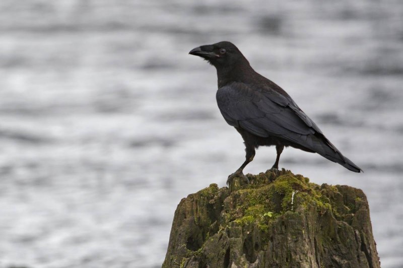 Corvus Corax птица