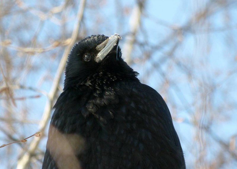 Corvus Corax ворон