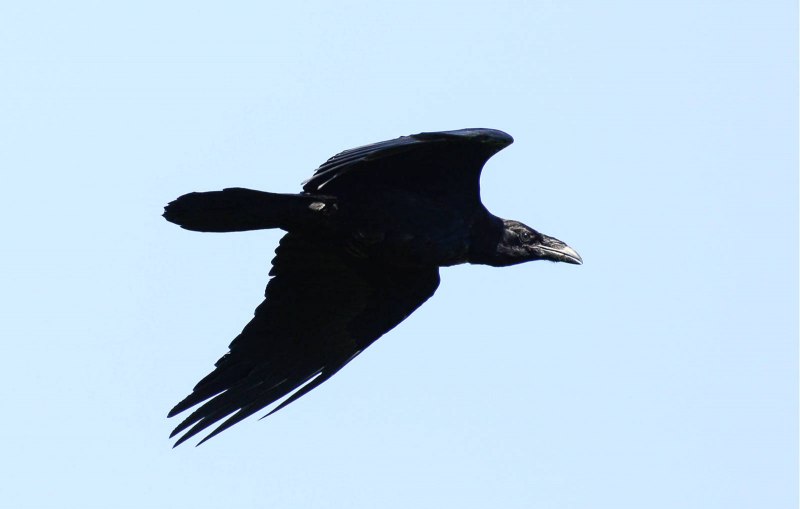 Corvus Corax птица
