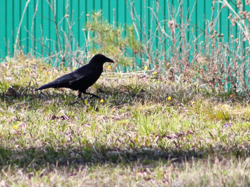 Corvus cornix Corvus Corone