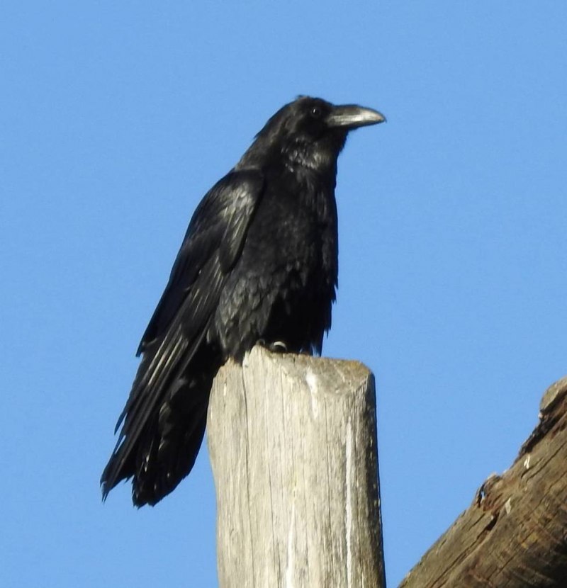 Corvus Corax Corax птицы