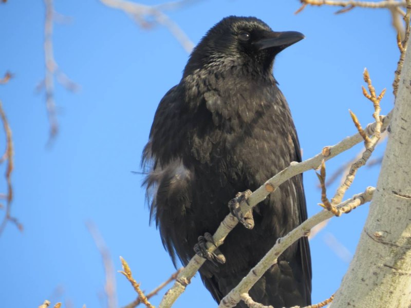 Черный ворон Corvus Corax