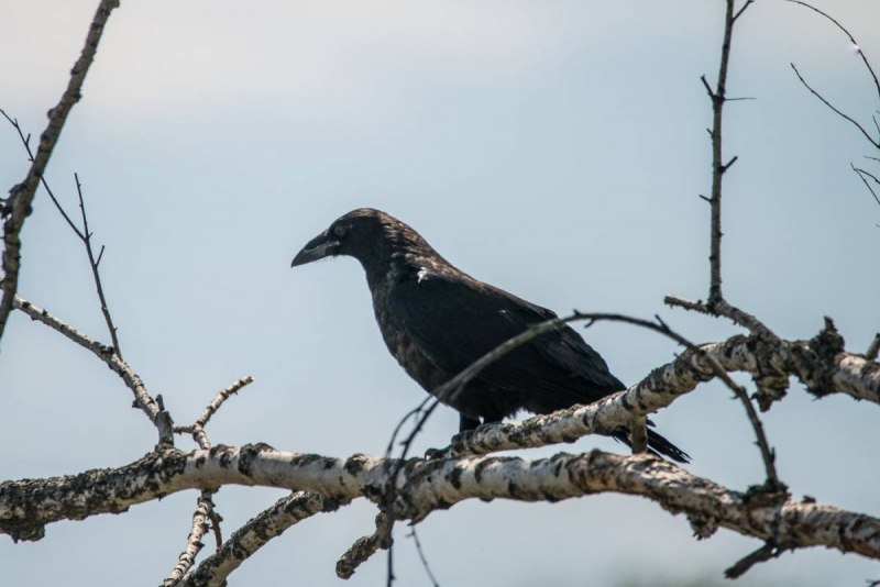 Черный ворон Corvus Corax