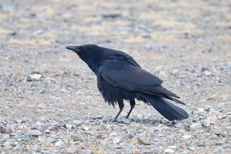 Corvus Corax Corax птицы
