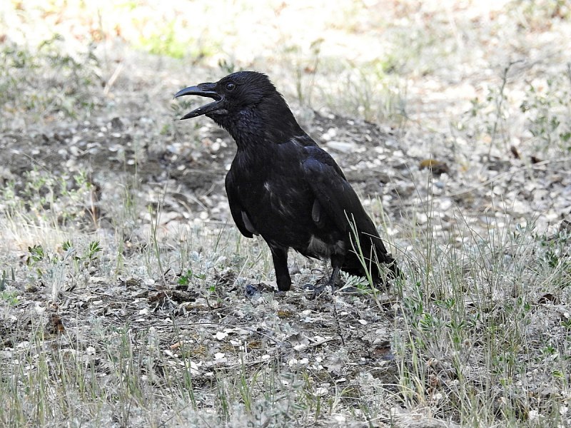 Corvus Corax птица