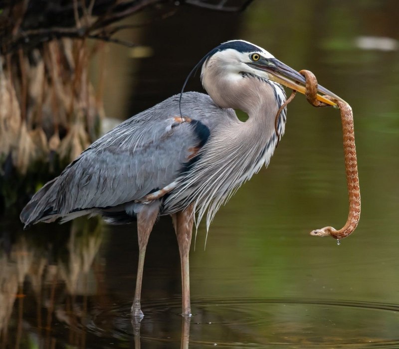 Shoebill Stork