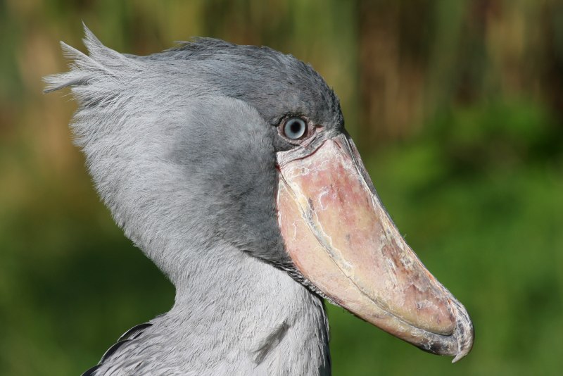 Shoebill Stork птица