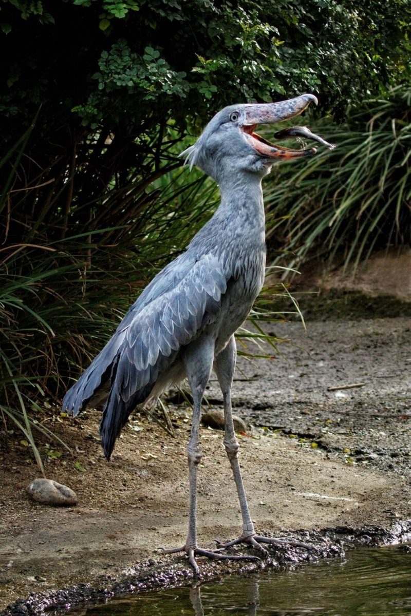 Shoebill Stork птица