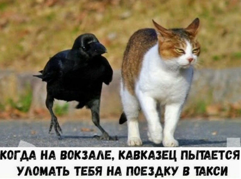 Ворона и кошка