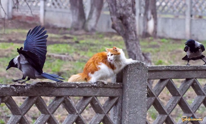 Кот и Орел