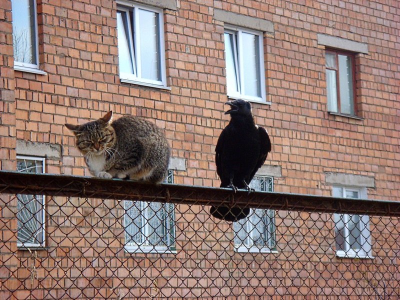 Кот и ворона