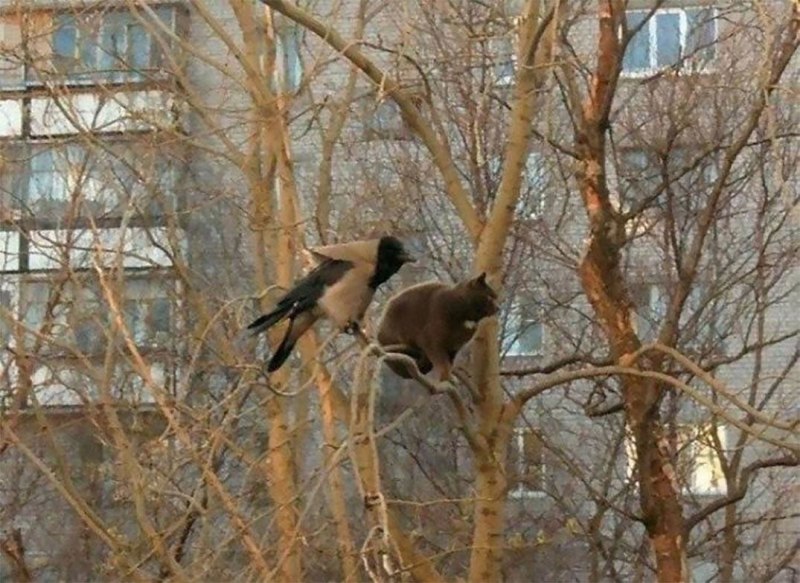 Кот и ворона на дереве
