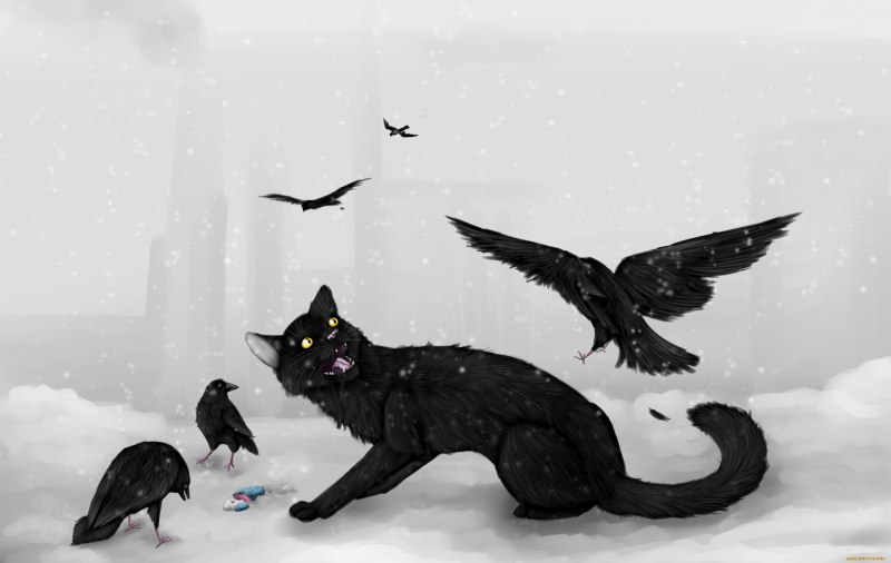 Ворон и кошка