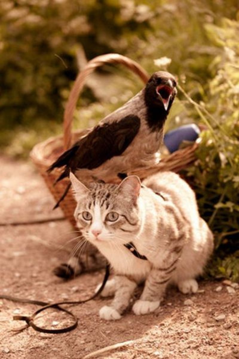 Кошка птица