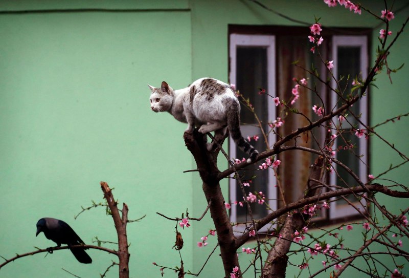 Кошка дразнит птицу