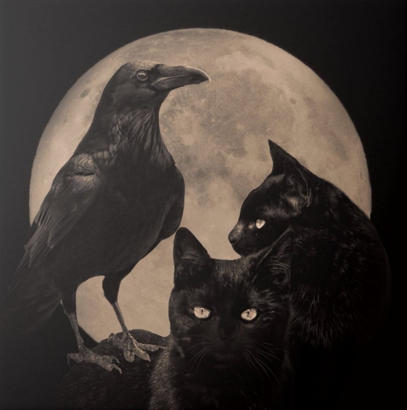 Raven Викка
