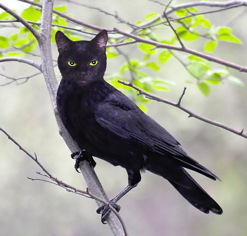 Ворон и кошка