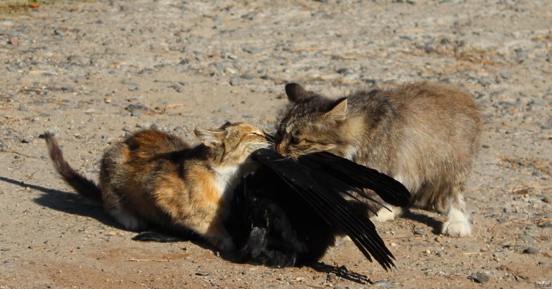 Кот и ворон