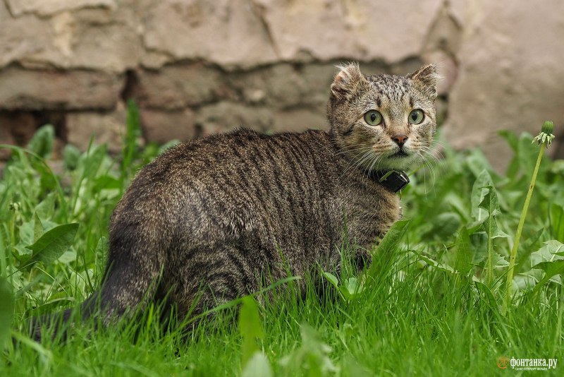 Пепега кот