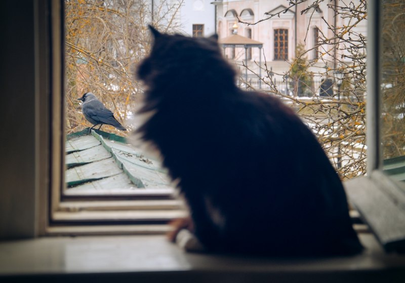 Кот и птичка за окном
