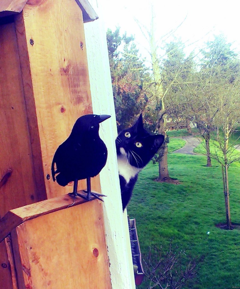 Скворечник для кошек