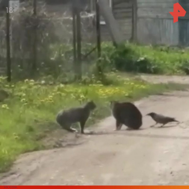 Ворона дразнит кота