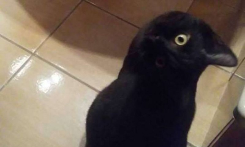 Кот и ворон