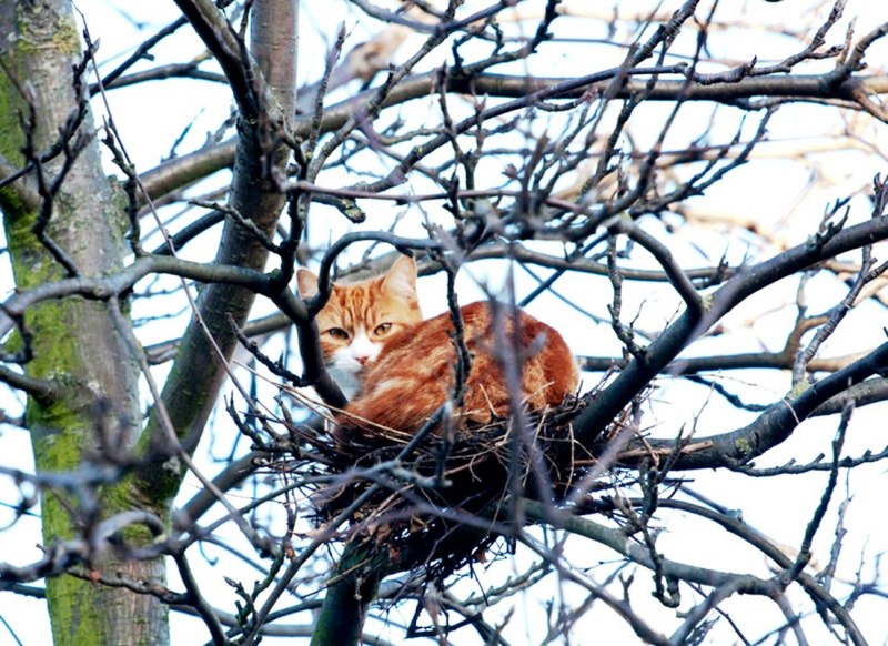 Фамильяр черный кот