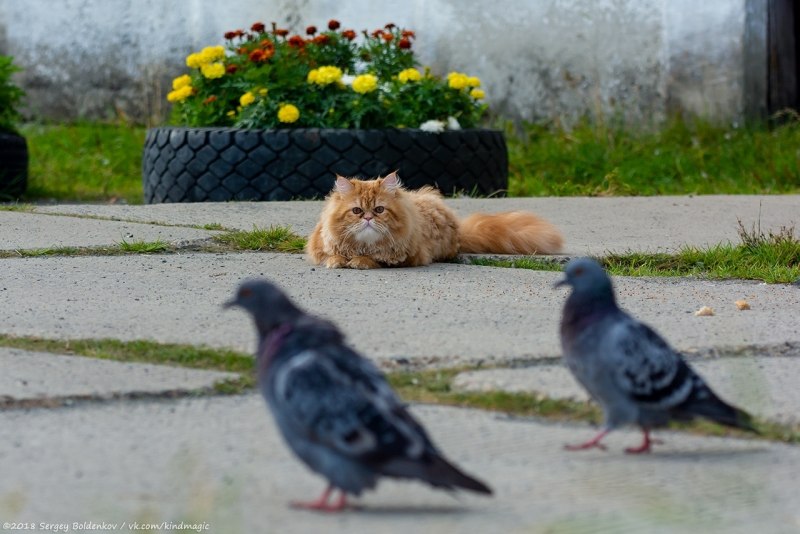 Кот и попугай