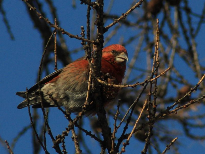 Клёст-Сосновик Loxia pytyopsittacus