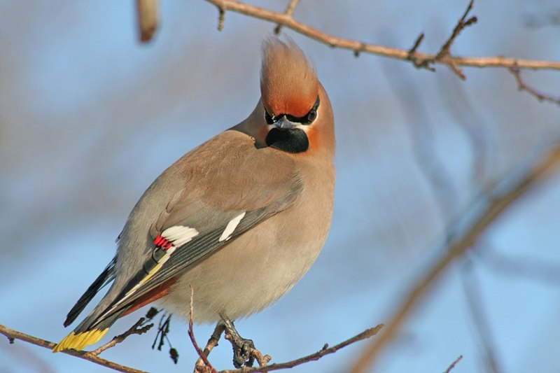 Белокрылый клёст (Loxia leucoptera)