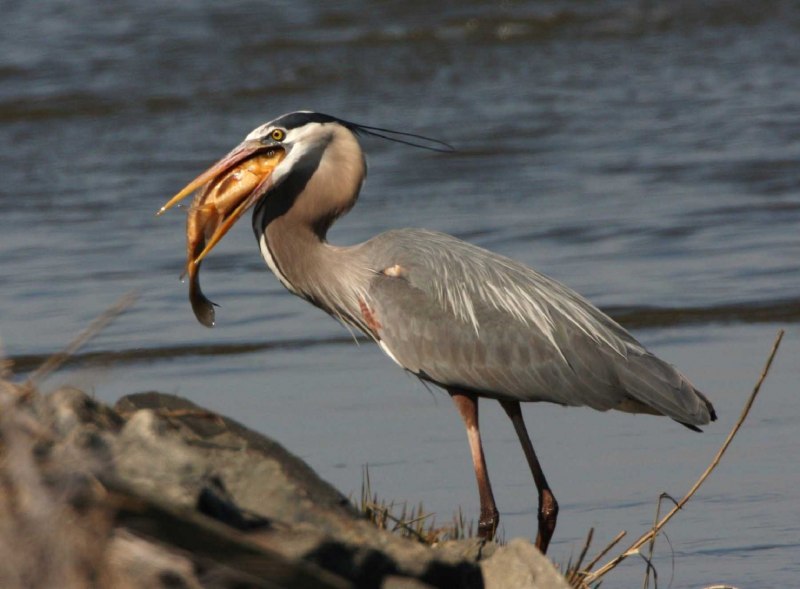 Ardea herodias