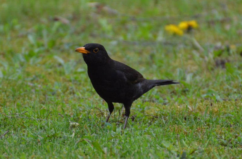 Blackbird черный Дрозд