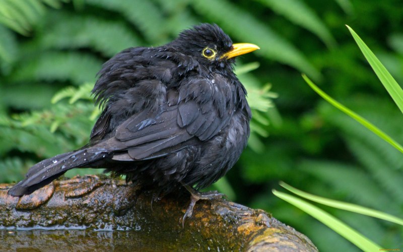 Turdus Merula самка
