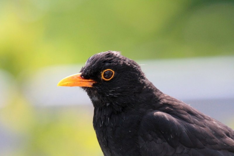 Blackbird черный Дрозд