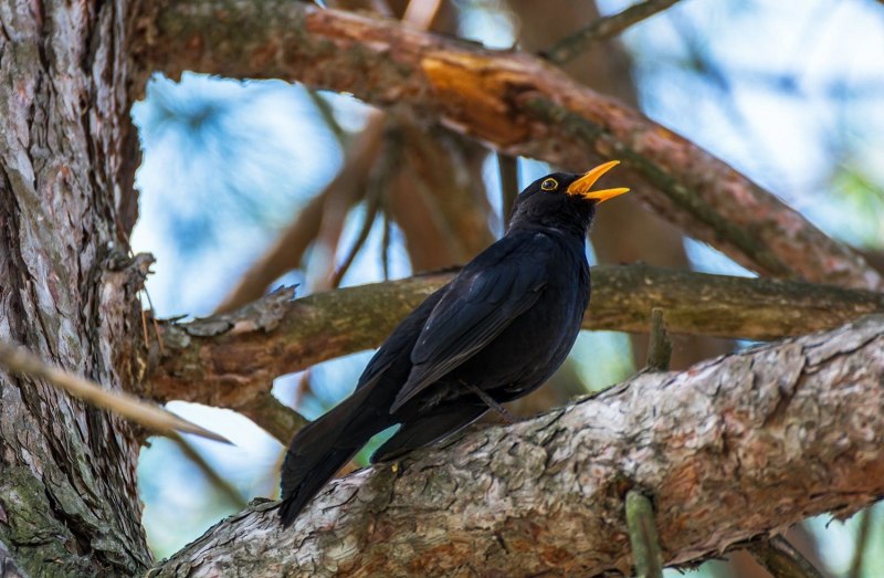 Pyrrhocorax graculus